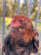 Groenlegger haantje, Dieren en Toebehoren, Pluimvee, Mannelijk, Kip