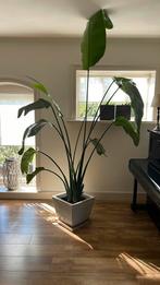 Strelitzia kamerplant, Groene kamerplant, Ophalen, Overige soorten, 200 cm of meer