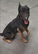 Hollandse herder Boaz reu 8 jaar waakhond, Dieren en Toebehoren, 6 jaar of ouder, Reu, Parvo, Eén hond