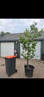 Oude Perenbomen Conference in Pot, Lente, 100 tot 250 cm, Volle zon, In pot