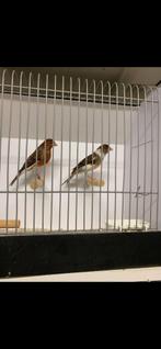 Top koppel harlekijn kanaries, Dieren en Toebehoren, Vogels | Kanaries, Meerdere dieren, Postuurkanarie