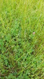 Gras-klaver midibalen, Dieren en Toebehoren, Dierenvoeding, Ophalen, Vee