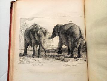 [Olifanten] Houel 1803 Histoire naturelle des deux Éléphants beschikbaar voor biedingen