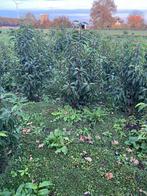 Portugese laurier, Ophalen, Laurier, 100 tot 250 cm