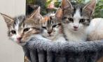 Kittens, Dieren en Toebehoren, Katten en Kittens | Overige Katten, Meerdere dieren, Kortharig, 0 tot 2 jaar