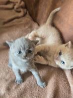 Brits koort haar kittens, Dieren en Toebehoren, Katten en Kittens | Raskatten | Korthaar, Poes
