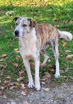 ECHTE HONDENLIEFHEBBER GEZOCHT VOOR ZEER LIEVE REU JUMBO, Dieren en Toebehoren, Particulier, Rabiës (hondsdolheid), Reu, Buitenland