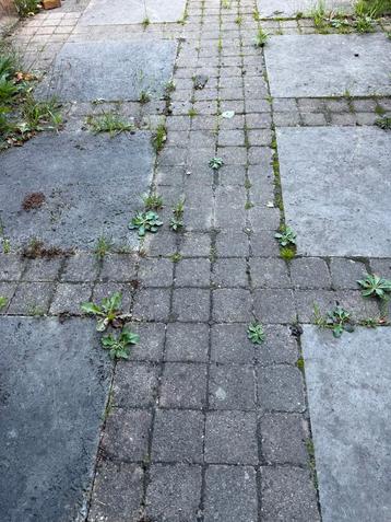 Cobblestones / Koppelstones - 10m2 Tuin beschikbaar voor biedingen