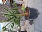 Winterharde palm Trachycarpus fortunei., Tuin en Terras, Planten | Tuinplanten, Ophalen, Bloeit niet, Overige soorten, Volle zon