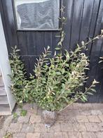 Super bossige olijfwilg struiken tot 1 meter breed OP=OP, Ophalen of Verzenden, Overige soorten, Haag, 100 tot 250 cm