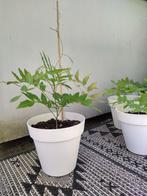 Blauwe regen  (Wisteria), Tuin en Terras, Ophalen, Volle zon, Vaste plant, Klimplanten