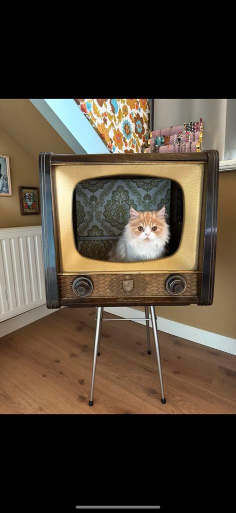 Kattenmand, kattentv, vintage tv, houten tv, Antiek en Kunst, Antiek | Tv's en Audio, Ophalen of Verzenden