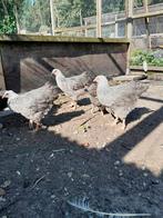Grote wyandotte goudzwart gezoomd & meerzomig zilverpatrijs, Meerdere dieren, Kip