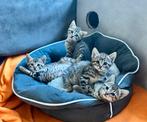 Prachtige kittens  🐾, Dieren en Toebehoren, Katten en Kittens | Raskatten | Korthaar, Meerdere dieren, Ontwormd, 0 tot 2 jaar