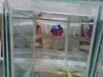 Betta splendens super delta kempvis man, Vis, Zoetwatervis