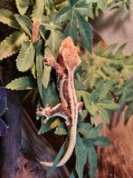 Wimpergekko man lily white, Dieren en Toebehoren, Hagedis, 0 tot 2 jaar