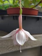 Te koop: fuchsia stekken ‘Smiling Raf’, Tuin en Terras, Planten | Tuinplanten, Ophalen, Vaste plant, Overige soorten, Halfschaduw