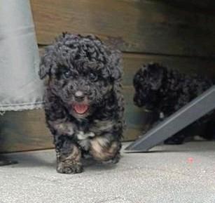 Toypoedel pup, Dieren en Toebehoren, Honden | Chihuahua's en Gezelschapshonden, Reu, Poedel, Particulier, Meerdere, Nederland