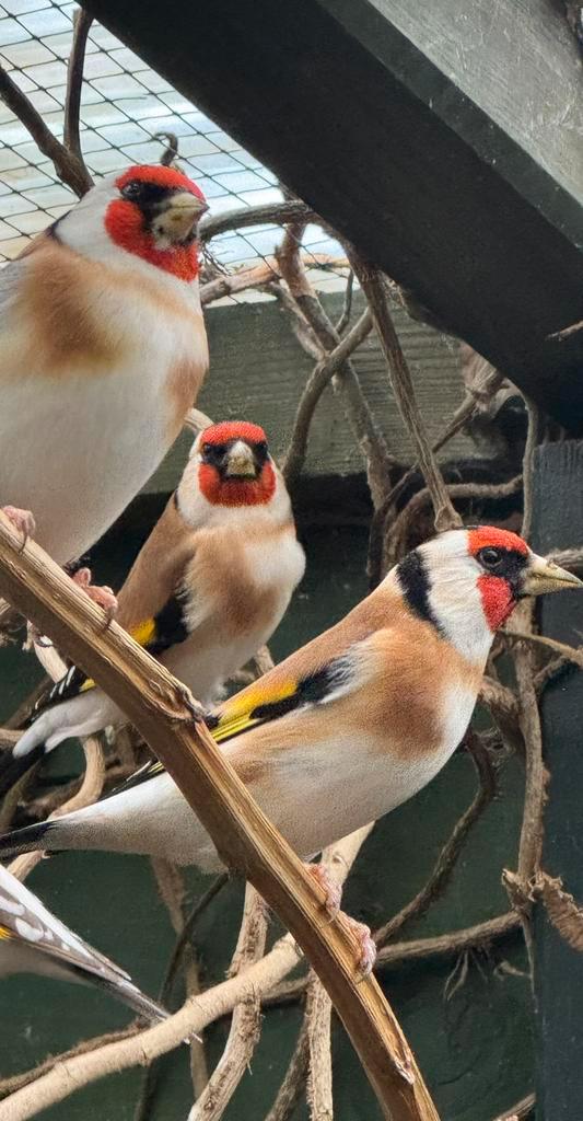 Mooie majoor putter mannen, Dieren en Toebehoren, Vogels | Overige Vogels, Wildzangvogel, Mannelijk, Geringd