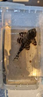 Clown pleco l104/l162