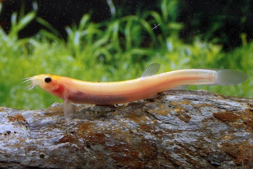 Weeraal - Misgurnus Anguillicaudatus gold - Koidream Valburg, Dieren en Toebehoren, Vissen | Aquariumvissen, Vis