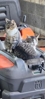 Gratis kittens 7 maanden oud, Dieren en Toebehoren, Meerdere dieren