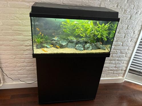 Aquarium inclusief vissen en toebehoren, Dieren en Toebehoren, Vissen | Aquaria en Toebehoren, Zo goed als nieuw, Gevuld zoetwateraquarium