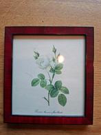 Vintage Ingelijste Prent Rosier Mousseux, Ophalen of Verzenden