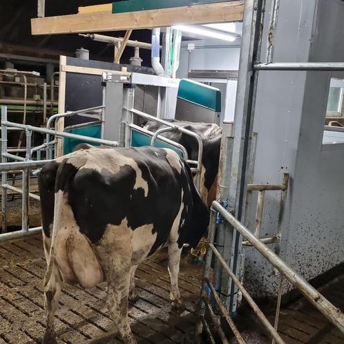 Agrarische bedrijfhulp, Dieren en Toebehoren, Overige Dieren-accessoires, Nieuw, Ophalen of Verzenden
