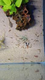 Mix garnalen 10 voor €5,00, Dieren en Toebehoren, Vissen | Aquariumvissen, Kreeft, Krab of Garnaal