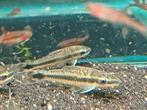 Hobbyaquarium Otocinclus Vittatus  weer op voorraad, Vis, Zoetwatervis, Schoolvis