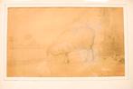 Prent / tekening van een Schaap 49012, Ophalen of Verzenden, Voor 1920, Ongelopen, Vogel