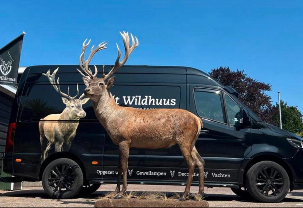 Edelhert Hert opgezette opgezet taxidermie veluwe, Ophalen, Nieuw, Hert, Opgezet dier