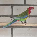 Rosella, pastel, split opaline, kansspl. blauw. EK 2025, Mannelijk, Parkiet, Geringd