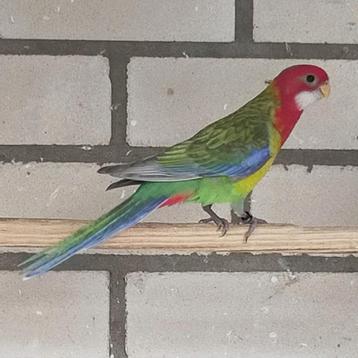 Rosella, pastel, split opaline, kansspl. blauw. EK 2025 beschikbaar voor biedingen