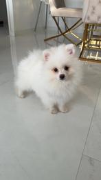 Witte Pomeriaan puppy, Dieren en Toebehoren, Honden | Chihuahua's en Gezelschapshonden, Rabiës (hondsdolheid), 8 tot 15 weken