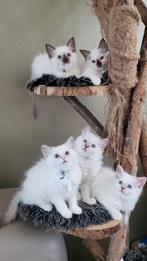 Ragdoll kitten met stamboom holistisch+natuurlijk opgegroeid, Meerdere dieren, Met stamboom, 0 tot 2 jaar