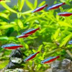 Kardinaaltetras, Dieren en Toebehoren, Vissen | Aquariumvissen, Vis