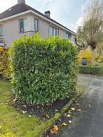 Drie strijken, Ophalen, Overige soorten, 100 tot 250 cm