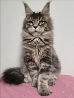 Maine Coon Aria female  Aldona's Gift *PL, Dieren en Toebehoren, Katten en Kittens | Raskatten | Langhaar, Poes, Gechipt, 0 tot 2 jaar