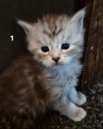 Ras echte Marine coon, Dieren en Toebehoren, Katten en Kittens | Raskatten | Langhaar, Meerdere dieren