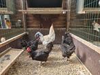 6 hennen marans, Dieren en Toebehoren, Pluimvee, Vrouwelijk, Kip