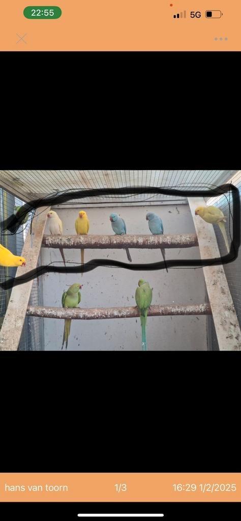 Te koop halsbanden, Dieren en Toebehoren, Vogels | Parkieten en Papegaaien, Parkiet, Meerdere dieren