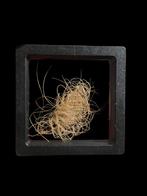 Mooi stuk mammoet haar uit Siberië ( Rusland  ), Ophalen of Verzenden, Fossiel