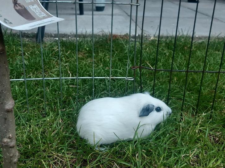 2 Callifornia cavia's. Geboren; 21 september 2025., Dieren en Toebehoren, Knaagdieren, Vrouwelijk, Cavia, Juli