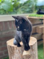 Speelse tamme boerderij kitten te koop, Dieren en Toebehoren, Katten en Kittens | Overige Katten, Poes, Kortharig, 0 tot 2 jaar
