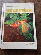 aquariumvissen, Dieren en Toebehoren, Vis, Zoetwatervis