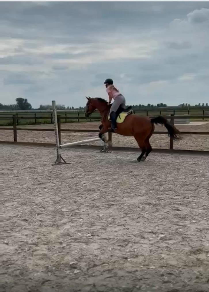 Bijrijder gezocht voor merrie in Velddriel, Dieren en Toebehoren, Paarden en Pony's | Verzorgingsproducten, Zo goed als nieuw