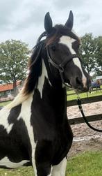 Top  eerste premie ster Barock pinto merrie te koop, Dieren en Toebehoren, Merrie, Niet van toepassing, Dressuurpaard, 3 tot 6 jaar