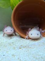 Compleet aquarium met 2 axolotls man en vrouw, Dieren en Toebehoren, Amfibie, Met terrarium, 3 tot 6 jaar